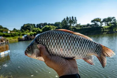 안성 두메낚시터 9월 5일 조황정보