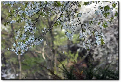 [각평] 꽃향기에 취하며 붕어를 만나다