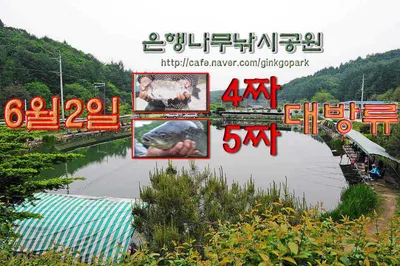 4짜5짜 토종참붕어 조황