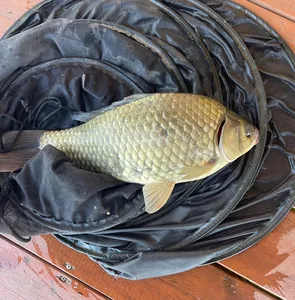 송전지 제일좌대 조황입니다.