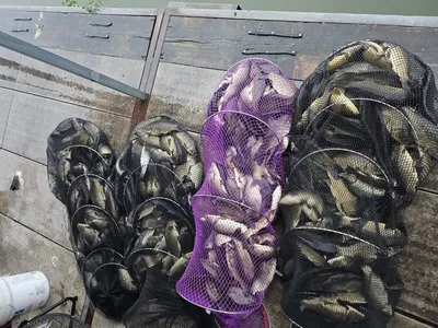 반제지 주말조황정보입니다 