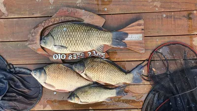 고삼지 사짜붕어 풍년입니다.