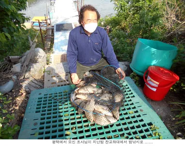 배수기 밤낚시에 이런조황이....