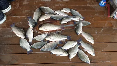 고삼지 상류권 붕어타작??