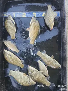 화곡낚시터 주말조황 