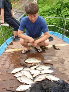 고삼지 상류권 오름수위 마리수조황입니다.