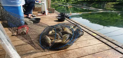 양평 힐링 수곡낚시터 6월둘째주초 조황 및 오늘 붕어 방류 안내