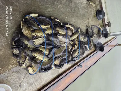 반제낚시터 금요일 조황정보입니다 