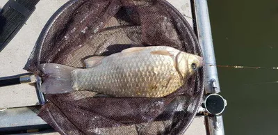 아산명품 월랑낚시터 5월 세번째 조황이야기입니다...^^