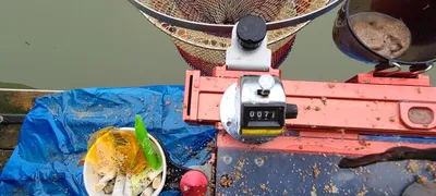 힐링 양평낚시터 수곡낚시터 호조황 포함 조과가 늘고 있네요