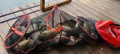 힐링 양평 수곡낚시터 주초 조황 좀더 좋아집니다