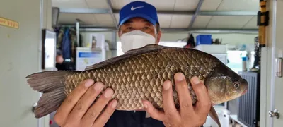 고삼지 흐린날씨 덩어리 타작 조황입니다.