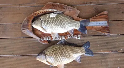 고삼지 덩어리붕어 벌써 풍년 입니다!!