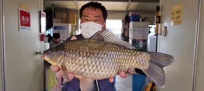 고삼지 산란전 간보는 붕어조황!!