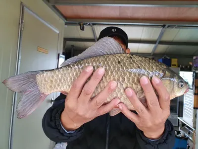 고삼지 상류권 양촌좌대포인트 조황입니다.