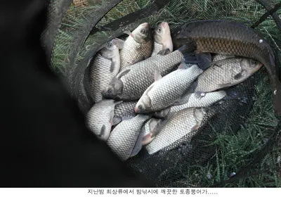 3월 마지막 이런조황입니다....