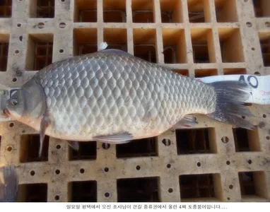 이곳 저곳에서 토종4짜들이 올라오고....