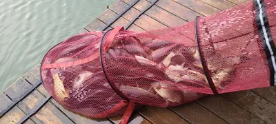 여름피서 양평 펜션 수곡낚시터 금,토요일 주말 조황도 편차있으나 괜찬은 조황이네요