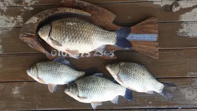 고삼지 평일 덩어리 사짜에 화끈한 조황!!