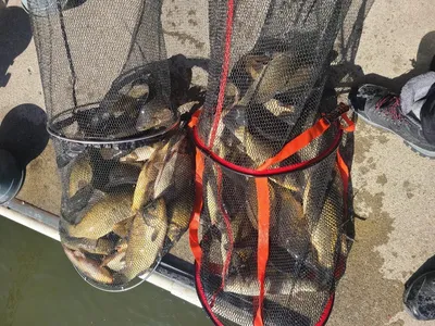 반제지 목요일 조황정보입니다 