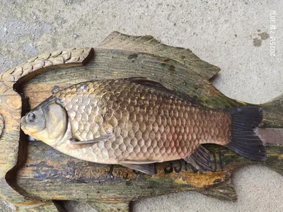 용담대물낚시터 