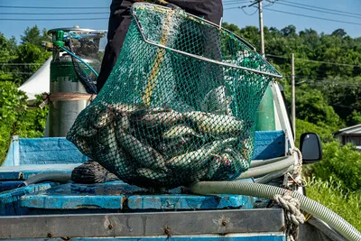 안성 두메낚시터 7월 9일 조황정보