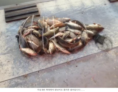 꾸준한 조황을 이어가고 있습니다....