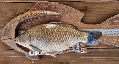 고삼지 겨울 사짜붕어!!