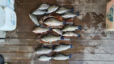 고삼지 가을맞이 붕어풍년 사짜조황입니다.