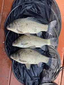 송전지 제일좌대 조황입니다.