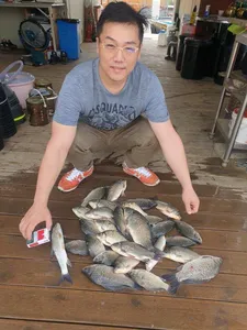 고삼지 양촌좌대 마리수 조황입니다.