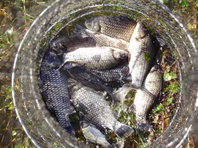 국화지 10월 네째주말조황