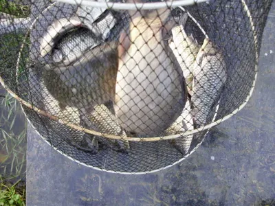 국화지 11월 첫째주말 조황