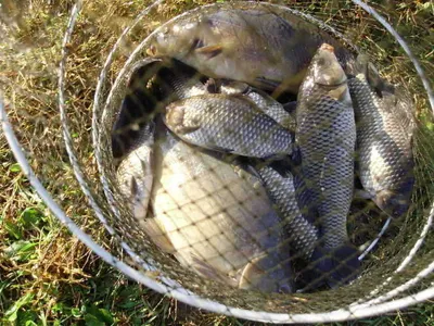 국화지 11월세째주말조황