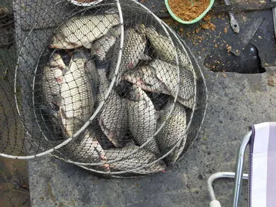 국화지 4월셋째주말 조황