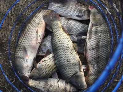 4월 첫째주말 조황