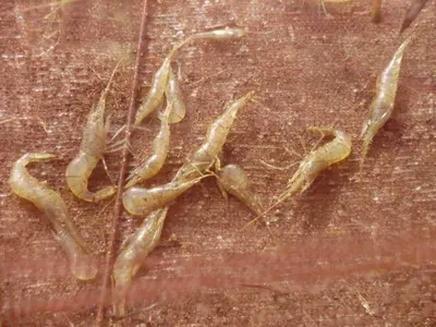 국화지 3월세째주말 조황