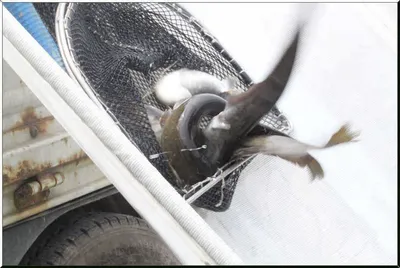 [유일낚시터] 수요일에도 장어추가방류합니다,~~~!