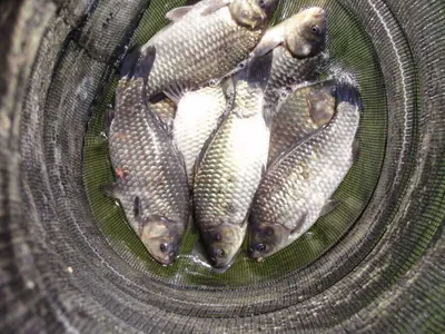 국화지 3월둘째주말 조황