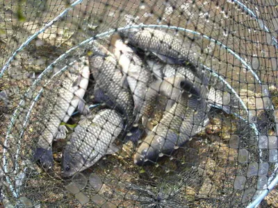 4월 둘째주말 조황