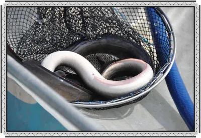 [유일낚시터]유일에선 언제나 웃음꽃이핀답니다,~~~!