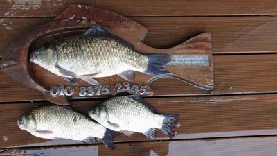 고삼지 사짜붕어외 마리수 포텐!!