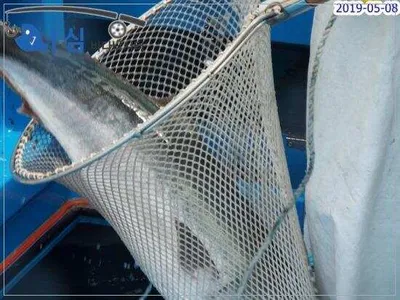 5월8일 어심바다낚시터조황 