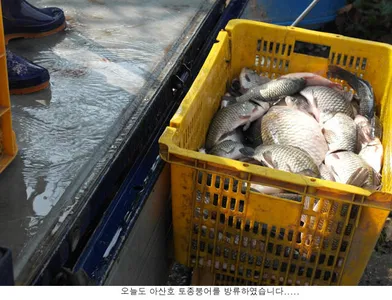 신봉지 방류도하고 조황도 올리고....