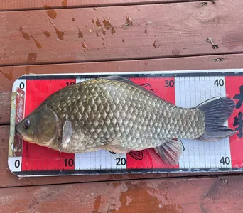 송전지 제일좌대 조황입니다.