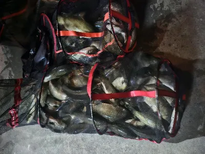 반제지 붕어1톤방류와 조황정보입니다 