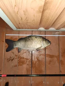 송전지 제일좌대 조황입니다.