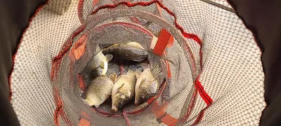 양평 힐링 수곡낚시터 2월 셋째주 주말 조황, 붕어방류