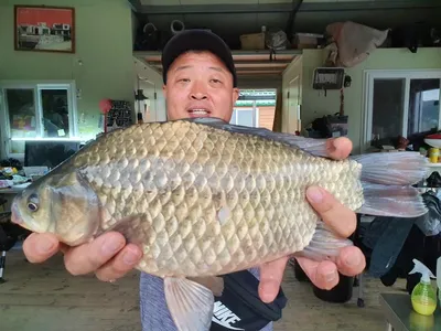 고삼지 양촌좌대 시즌 상황입니다.