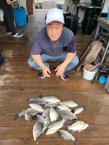 고삼지 마리수 손맛 시작합니다.